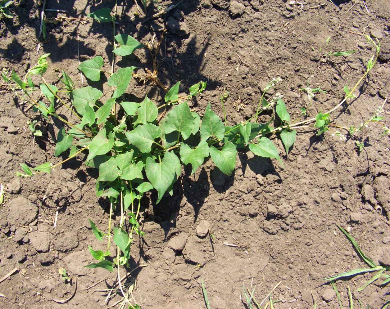 Изображение особи Fallopia convolvulus.