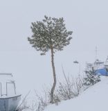 Pinus sylvestris. Взрослое одиночное дерево с шишками и молодое растение в снегу (справа). Пермский край, г. Пермь, Кировский р-н, дер. Оборино, песчаный крутой берег р. Кама. 13.02.2021.