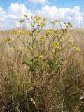 Senecio erucifolius