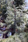 Picea glehnii