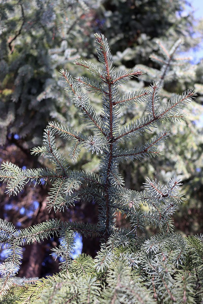 Image of Picea glehnii specimen.