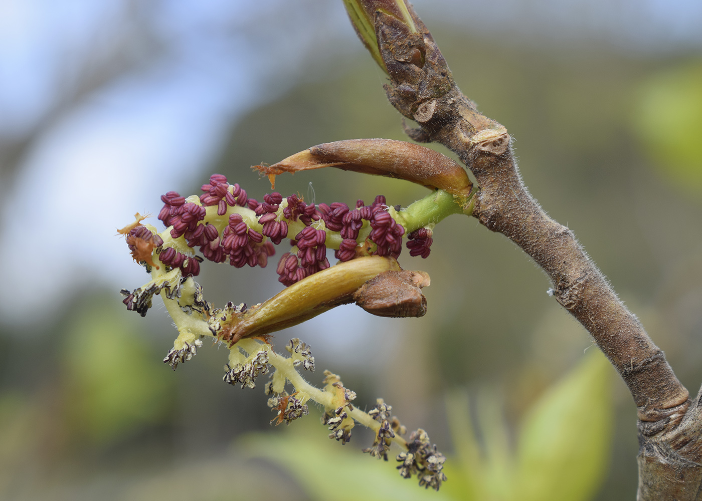 Image of Populus nigra specimen.