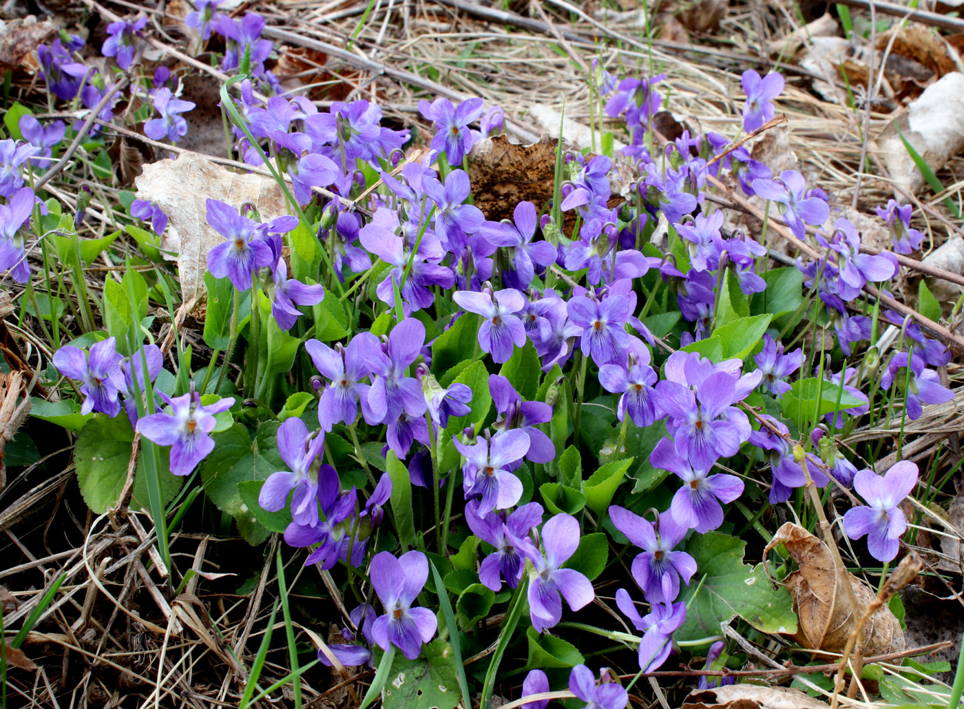 Изображение особи Viola hirta.