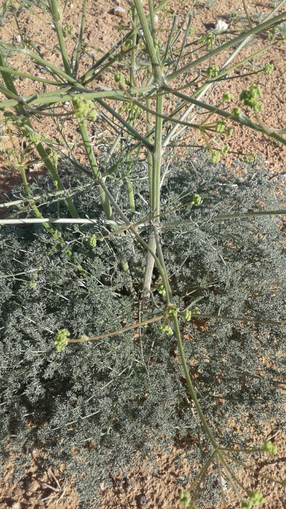 Изображение особи семейство Apiaceae.