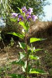 Solanum kitagawae. Цветущее и плодоносящее растение. Западный Крым, Варнутская долина. 22 августа 2009 г.
