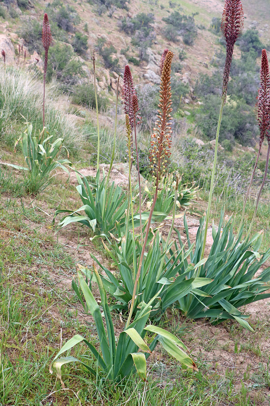 Image of Eremurus &times; ludmillae specimen.