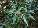 Quercus ilex. Побег с завязавшимися плодами. Италия, Ломбардия, г. Милан, озеленение. Июль.