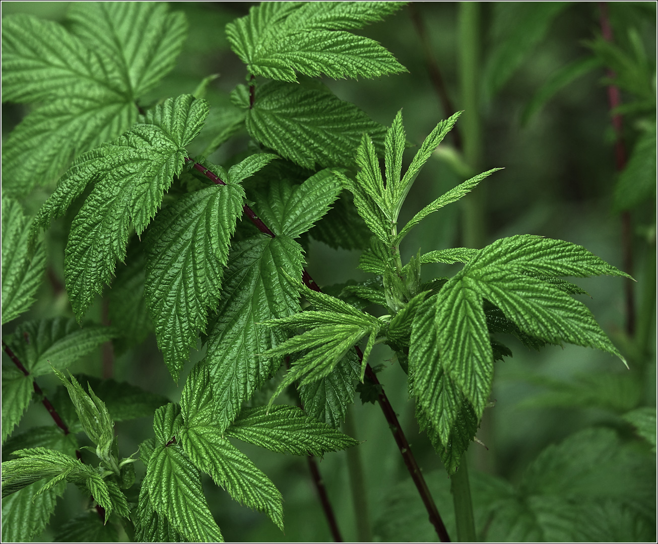 Image of Filipendula ulmaria specimen.