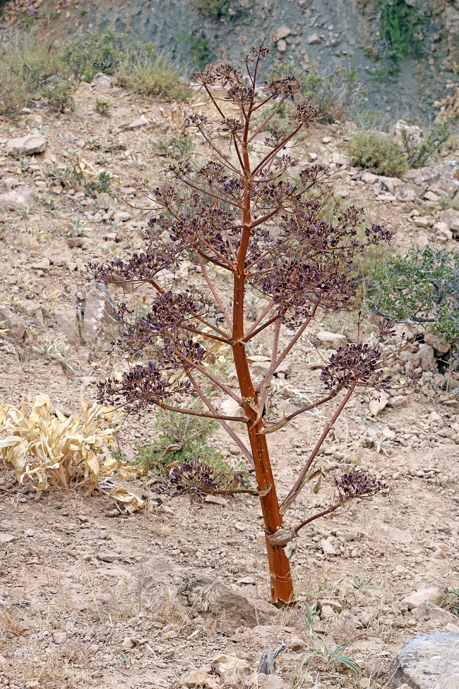 Изображение особи Ferula tadshikorum.