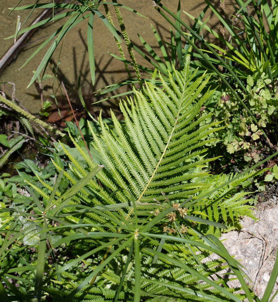 Image of Thelypteris unita specimen.