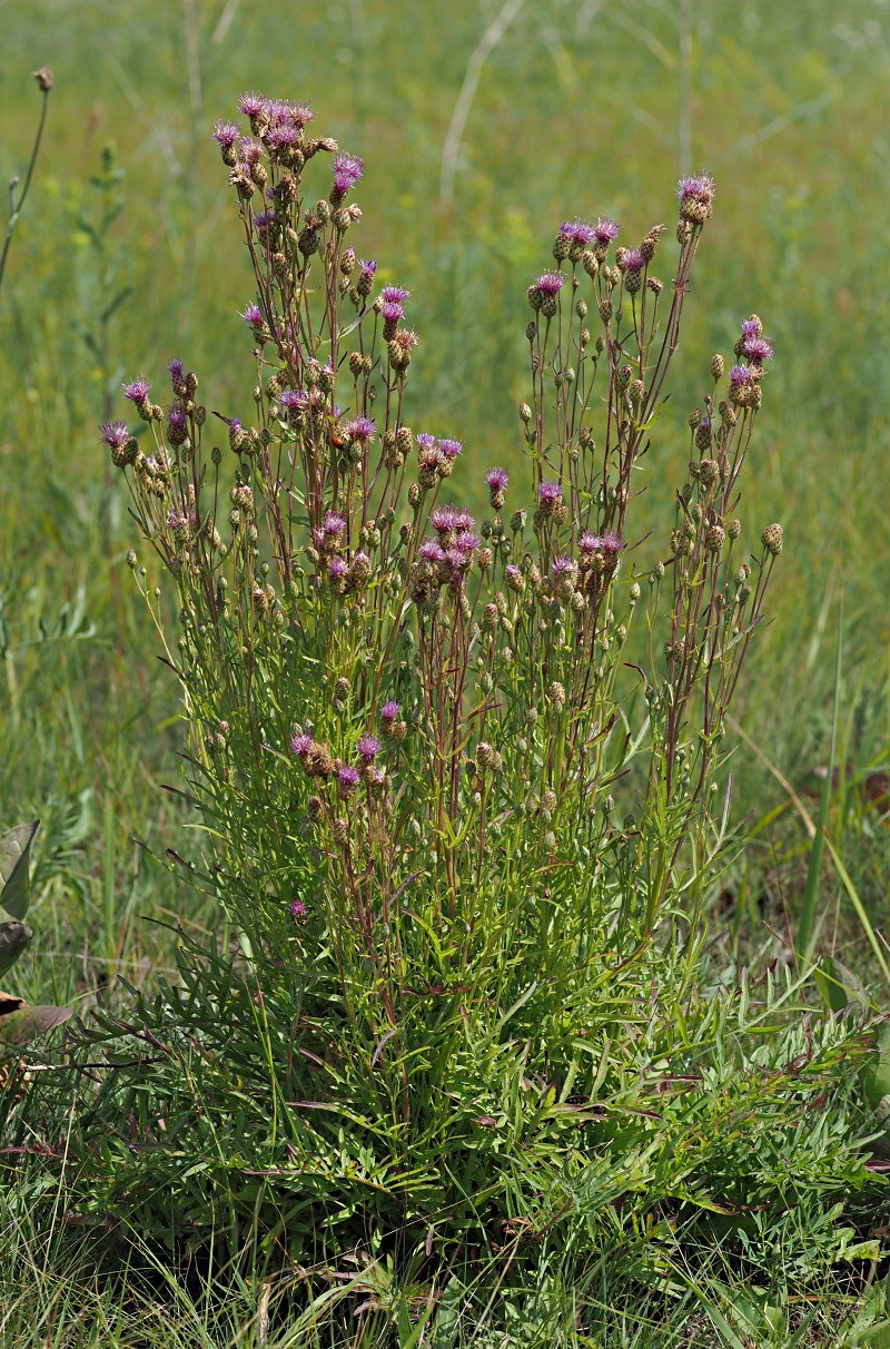 Изображение особи род Centaurea.