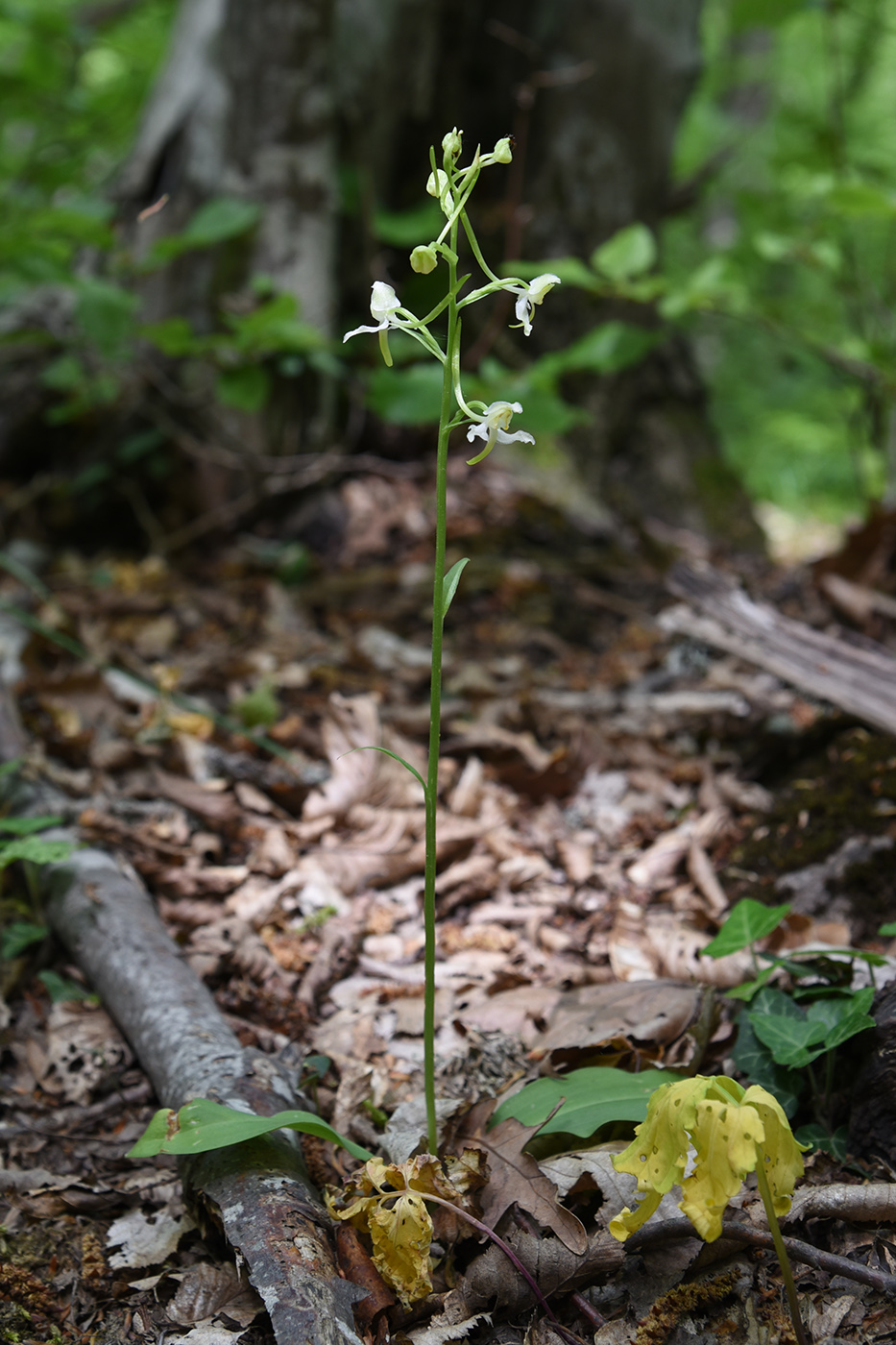 Изображение особи Platanthera chlorantha.