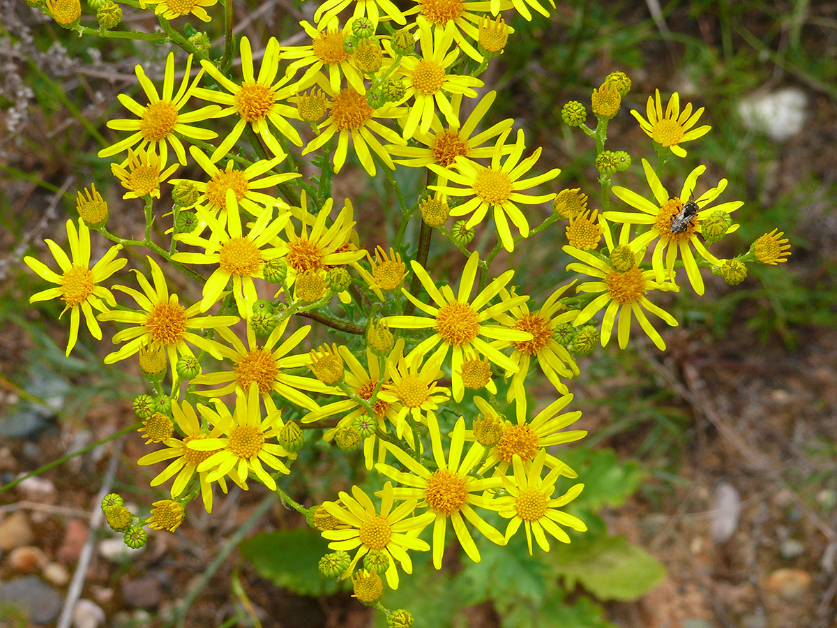 Изображение особи Senecio jacobaea.