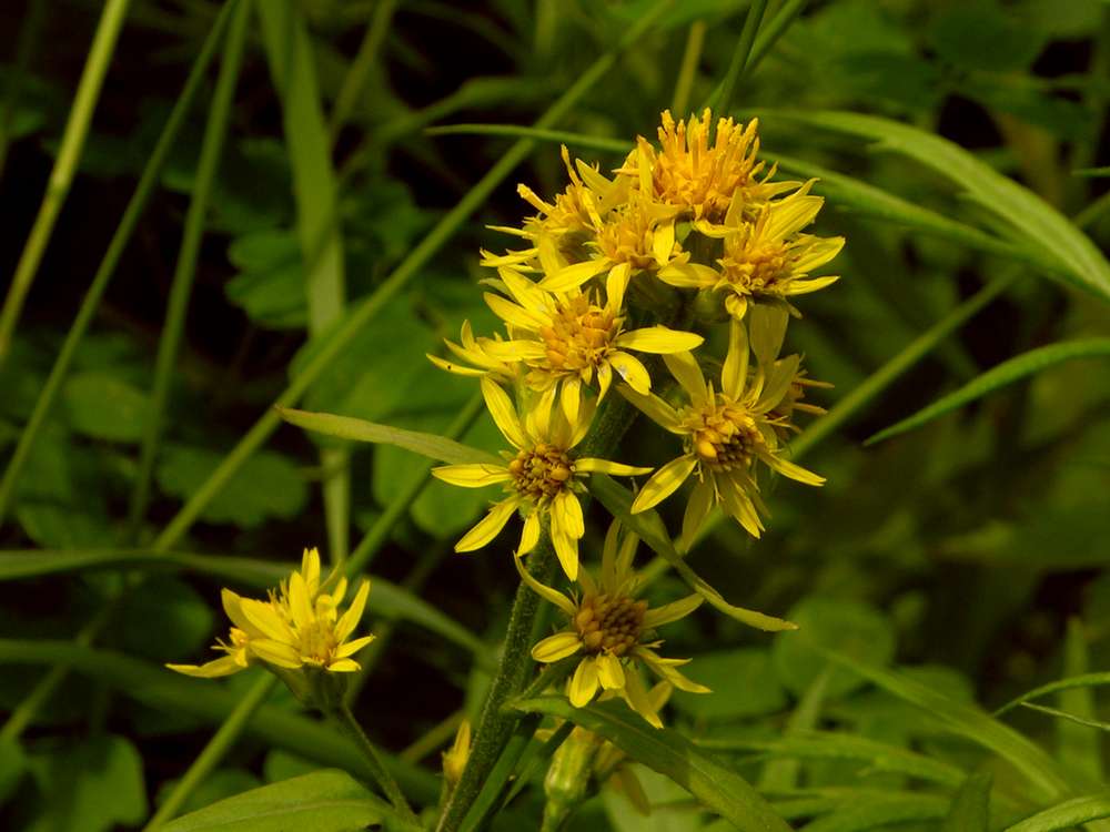 Image of Solidago cuprea specimen.