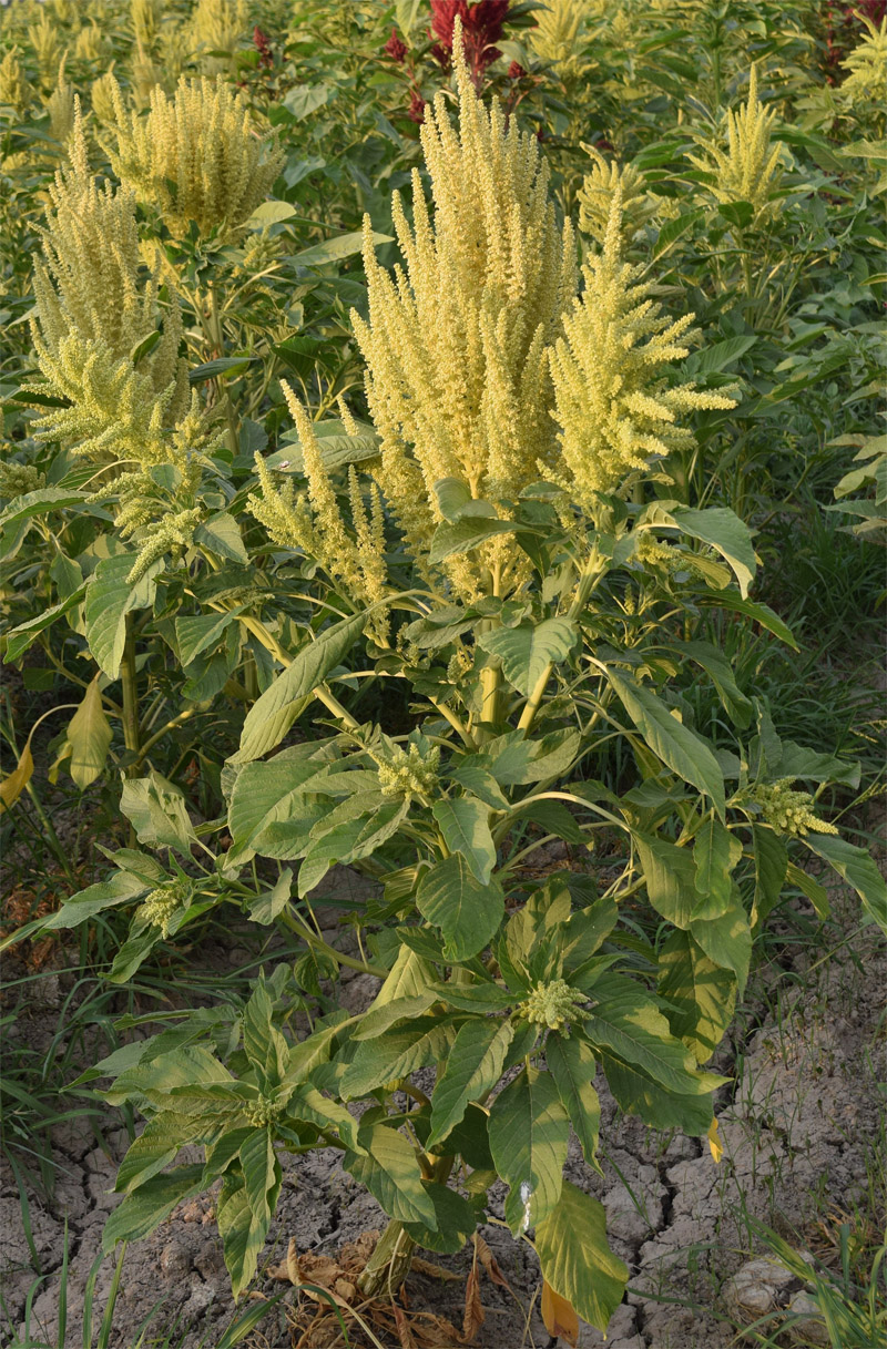 Image of Amaranthus hybridus specimen.