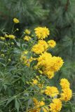 Rudbeckia laciniata var. hortensia