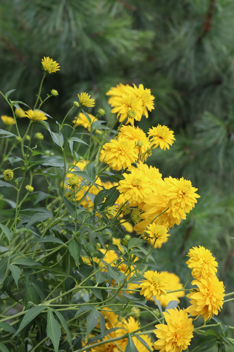 Изображение особи Rudbeckia laciniata var. hortensia.