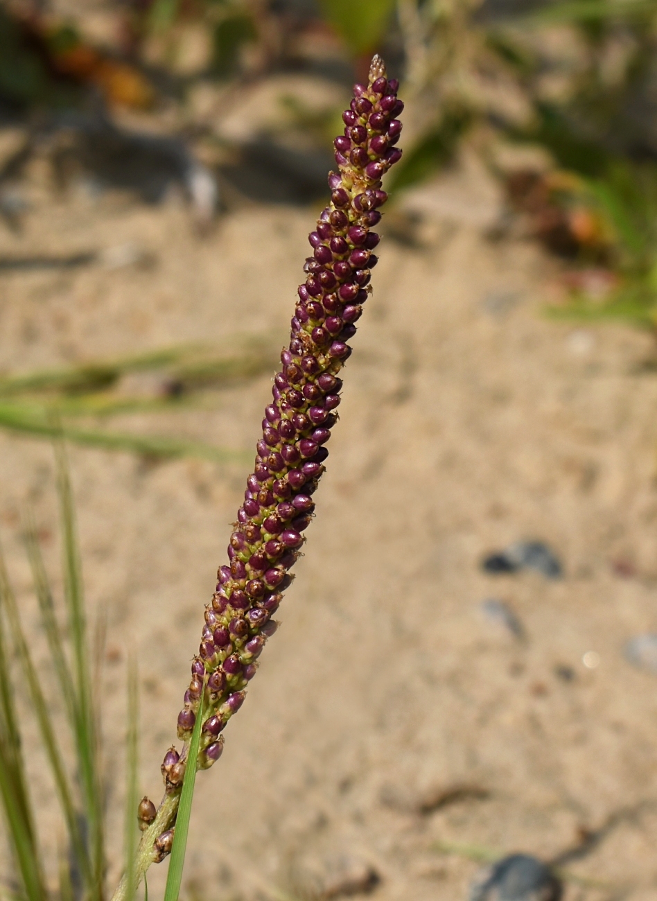 Изображение особи Plantago uliginosa.