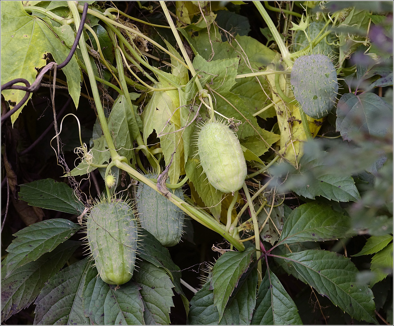 Изображение особи Echinocystis lobata.