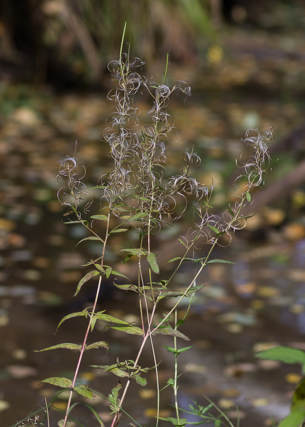 Изображение особи род Epilobium.