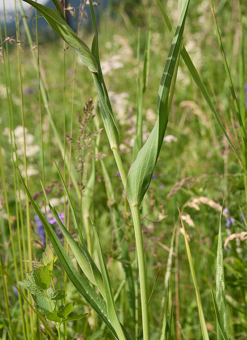 Image of Tragopogon altaicus specimen.