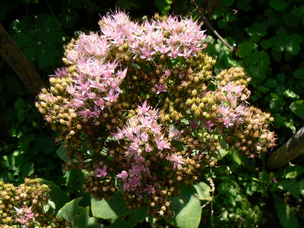 Image of Hylotelephium spectabile specimen.