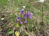 Soldanella alpina. Цветущее растение на субальпийском лугу. Восточные Альпы, окрестности г. Инсбрук, гора Hafelekarspitze, около 1800 м н.у.м. 06.05.2010.