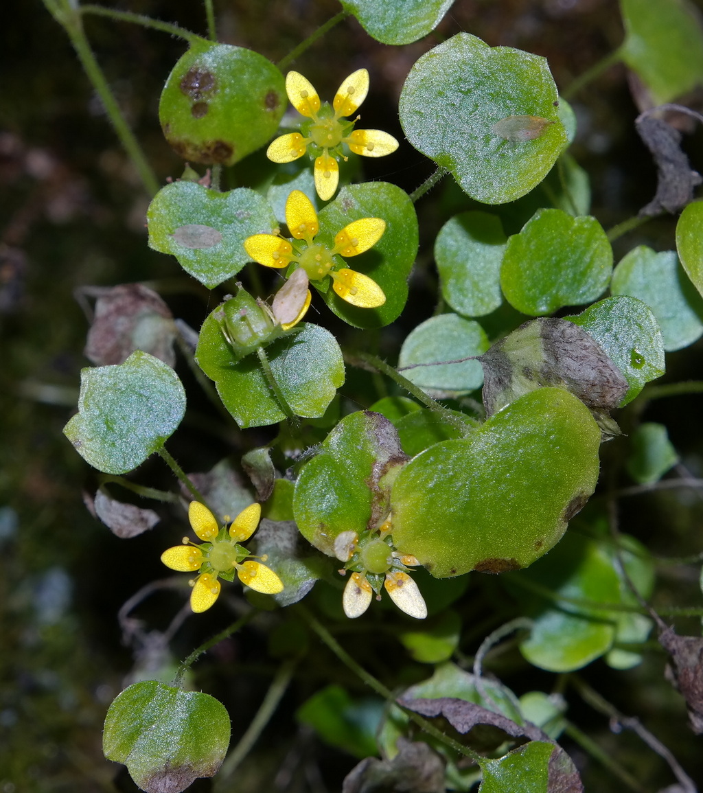 Image of Saxifraga cymbalaria specimen.