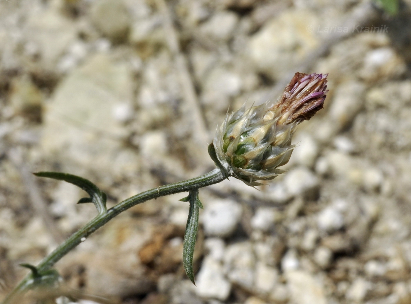 Image of Centaurea sterilis specimen.