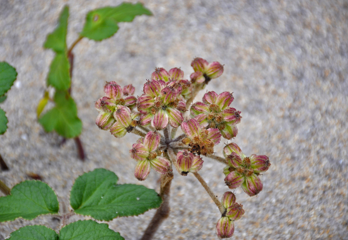 Image of Glehnia litoralis specimen.