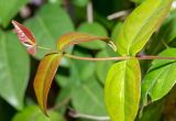 Eugenia uniflora. Верхушка побега с молодыми листьями. Израиль, г. Бат-Ям, в культуре. 13.01.2022.