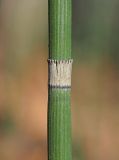 Equisetum hyemale
