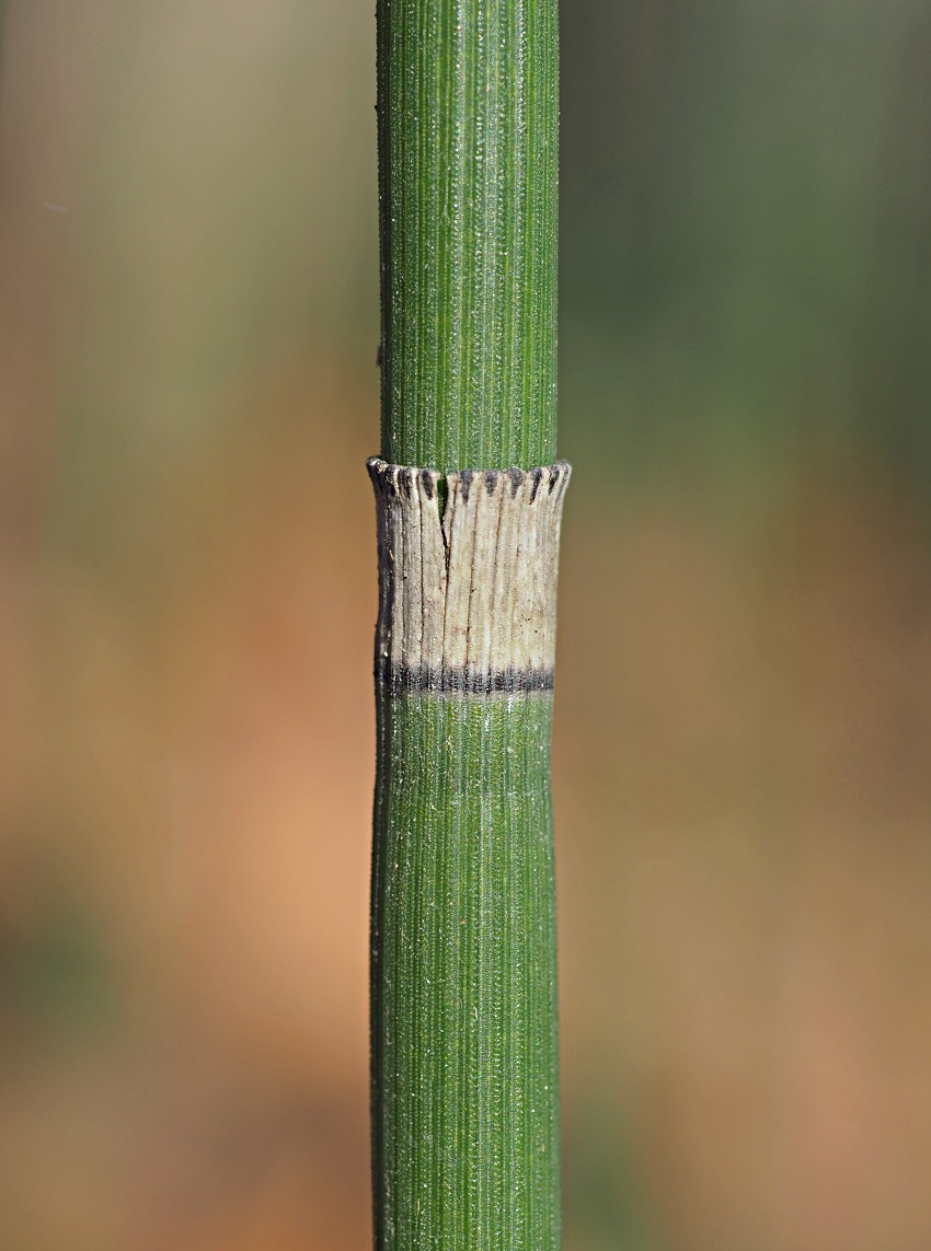 Изображение особи Equisetum hyemale.