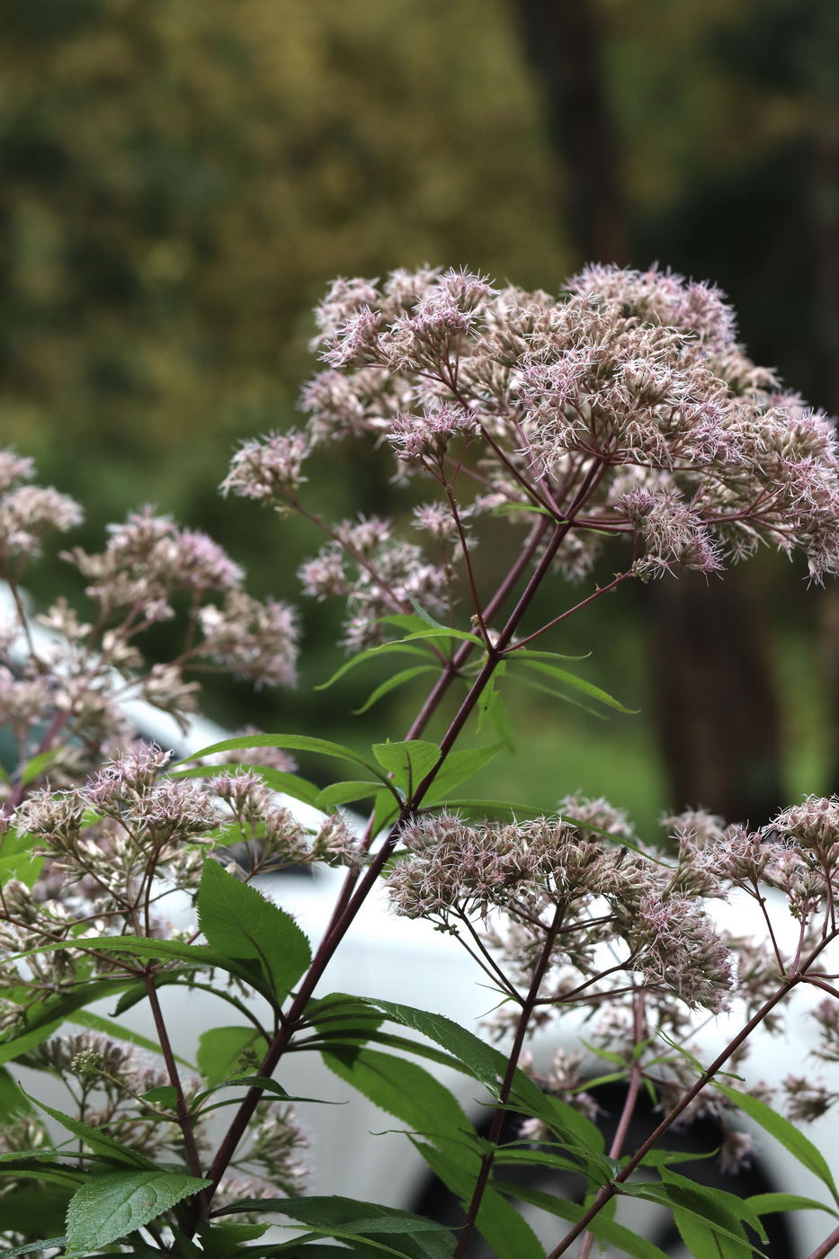 Изображение особи Eupatorium maculatum.