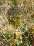 Schulzia crinita
