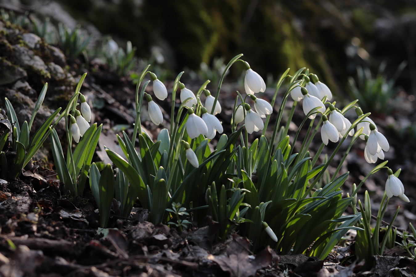 Изображение особи Galanthus plicatus.