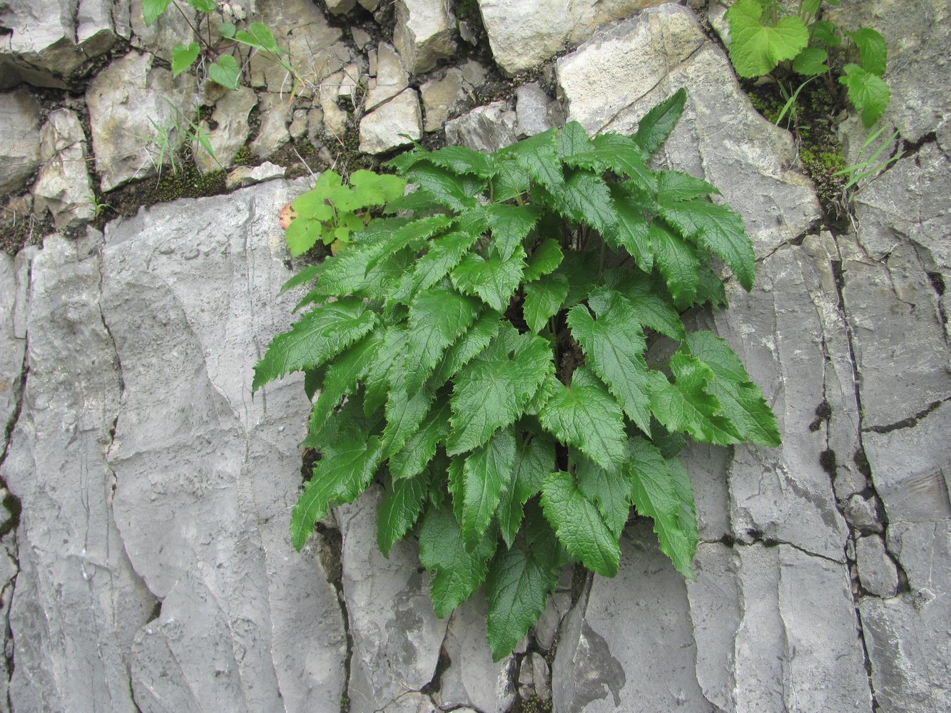 Изображение особи Campanula ossetica.