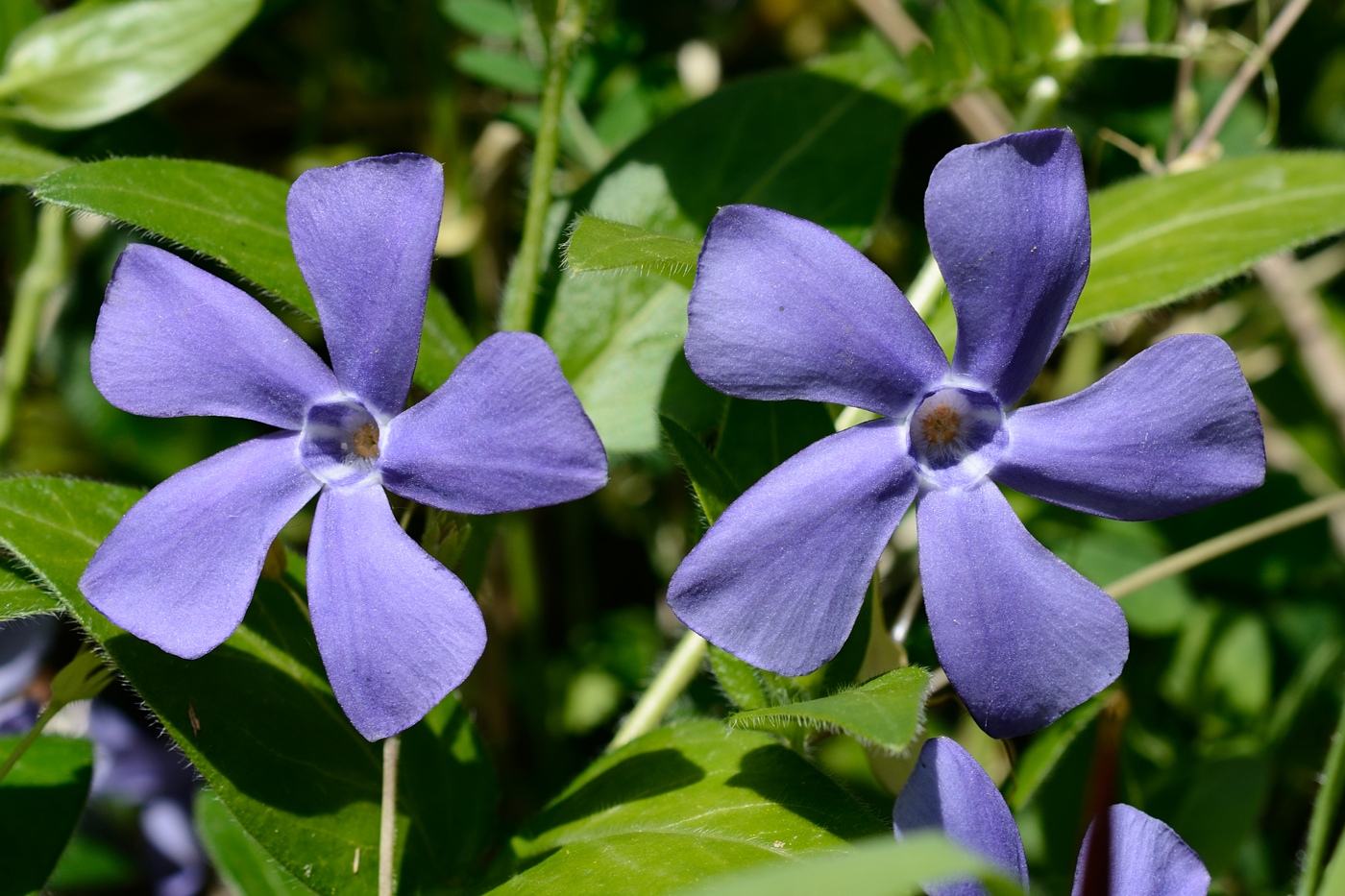 Изображение особи Vinca major.