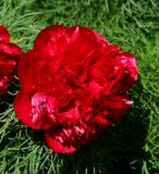 Paeonia tenuifolia