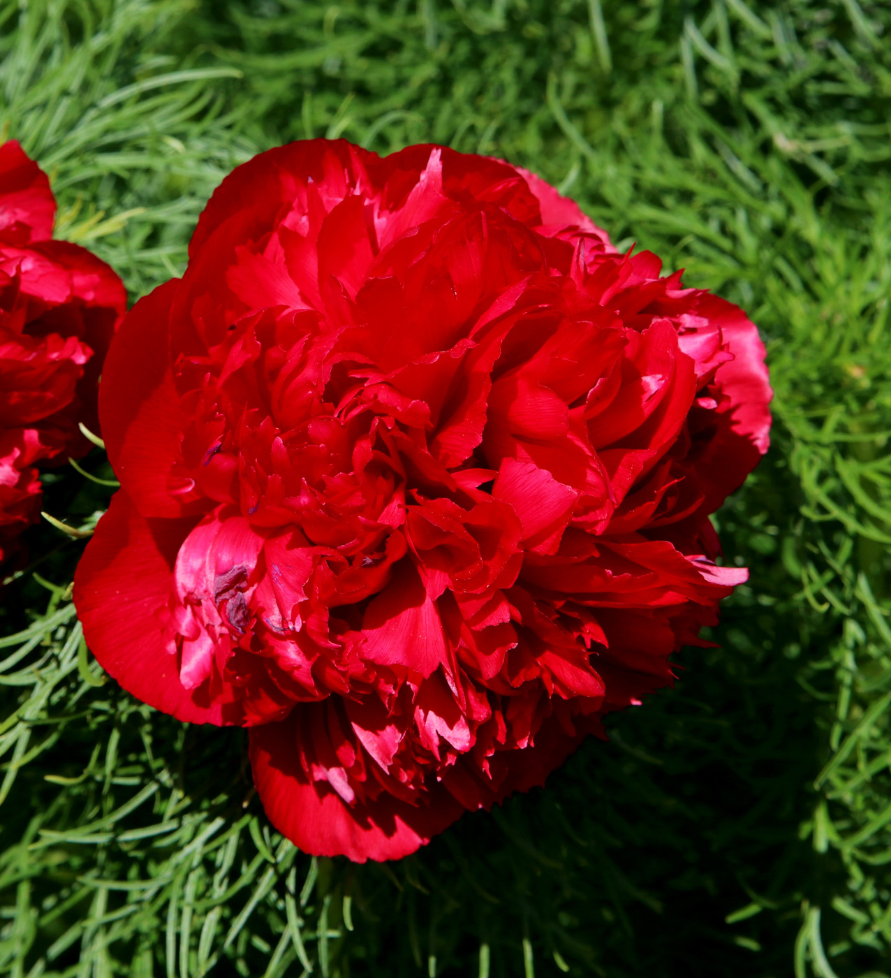 Image of Paeonia tenuifolia specimen.