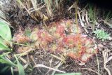 род Drosera. Цветущее растение. ЮАР, Драконовы горы, Mkhomazi Wilderness area, хр. между ручьями Kwantuba и Mkomazi, альпийский луг, 08.01.2008.