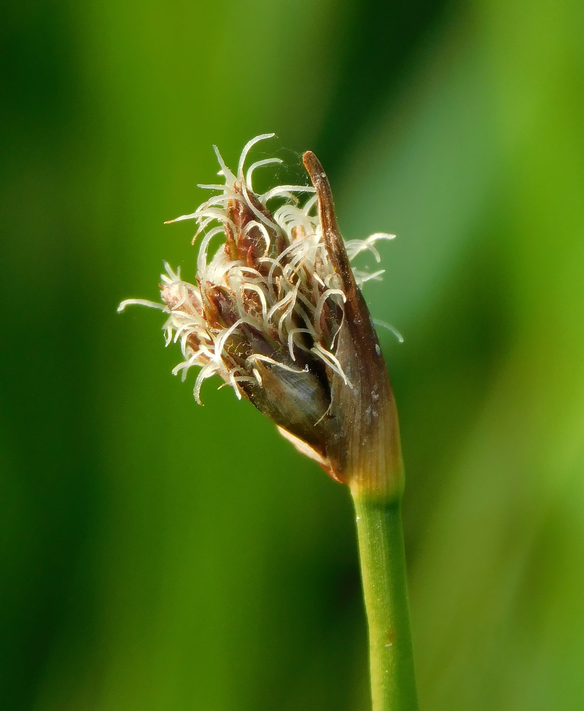 Изображение особи Schoenoplectus lacustris.