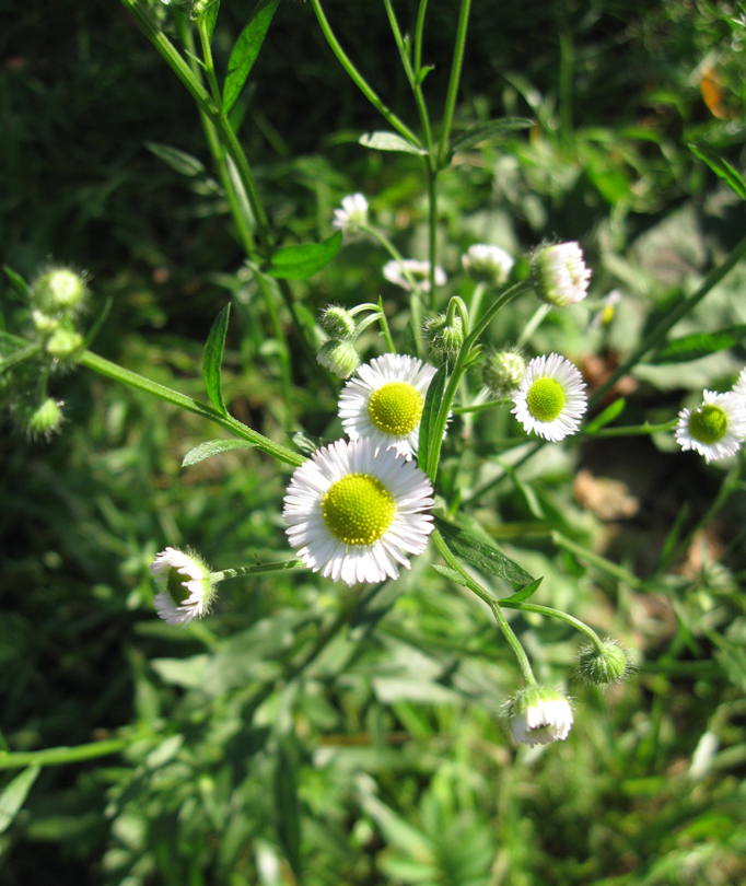 Изображение особи Erigeron strigosus.