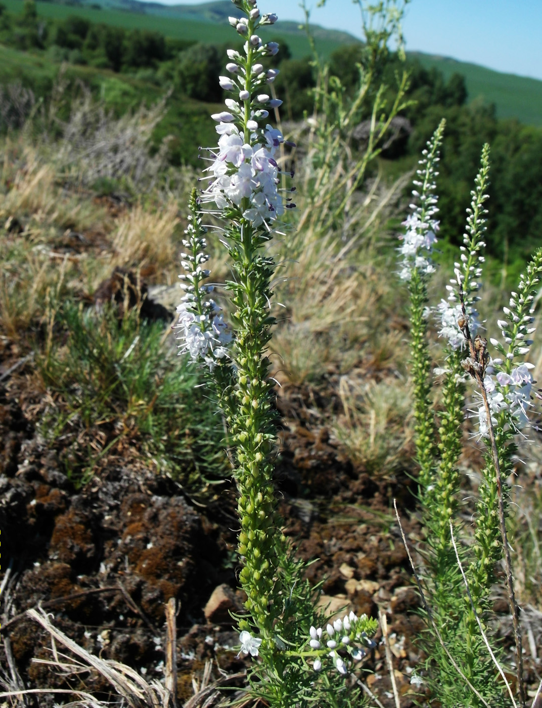 Image of Veronica pinnata specimen.