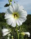 Alcea nudiflora