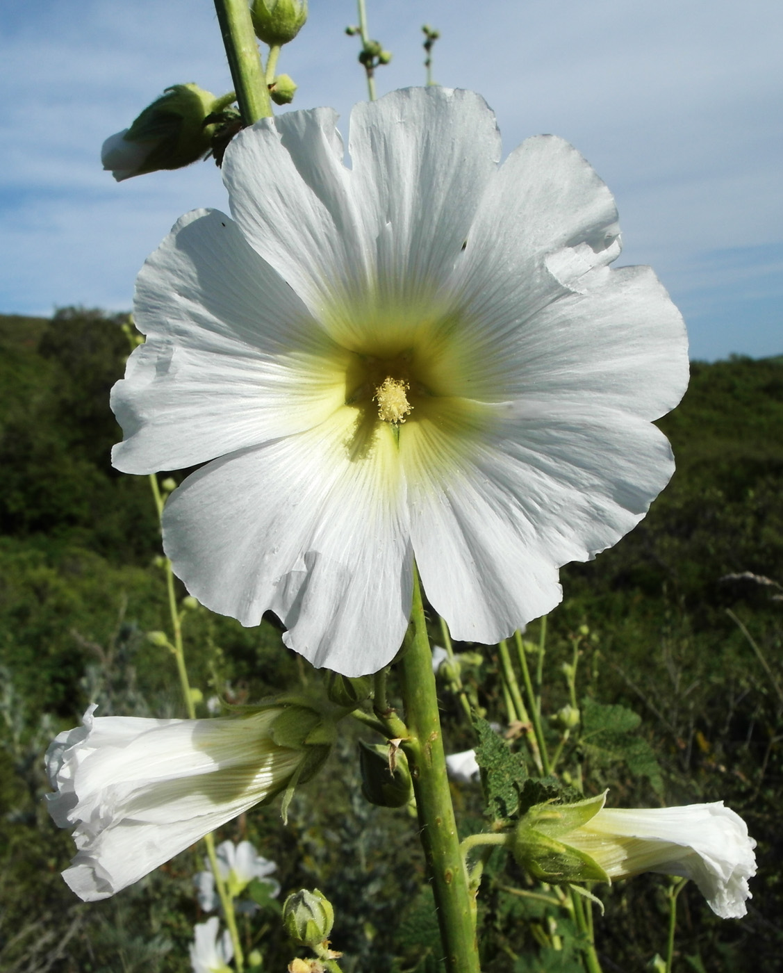 Изображение особи Alcea nudiflora.