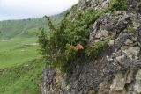Juniperus oblonga