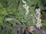 Achillea salicifolia. Верхушка цветущего растения. Пермский край, Оханский р-н, Тулумбаихинское сельское поселение, Кунчурихинский бор, крутой склон в устье ручья. 14.08.2022.