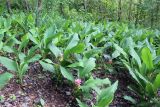 Curcuma longa. Цветущие растения. Австралия, штат Северные Территории, национальный парк \"Litchfield\". 10.12.2010.