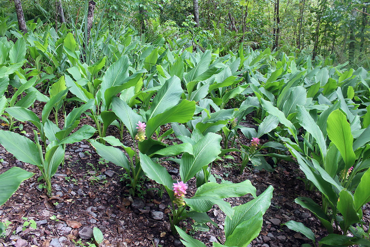 Изображение особи Curcuma longa.